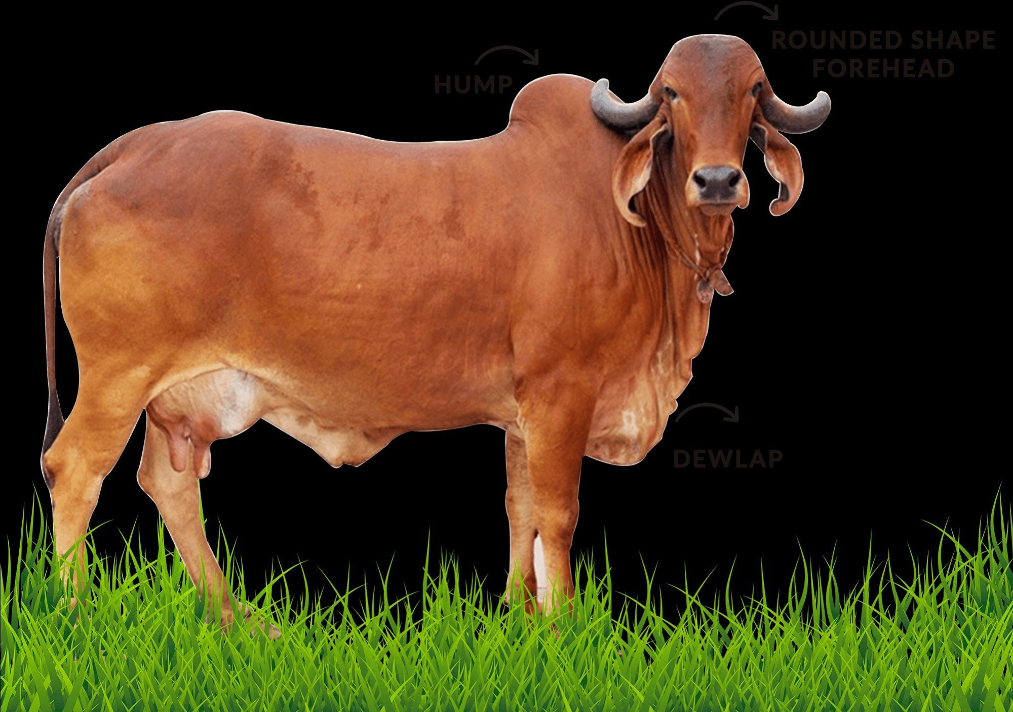 Gir Cow